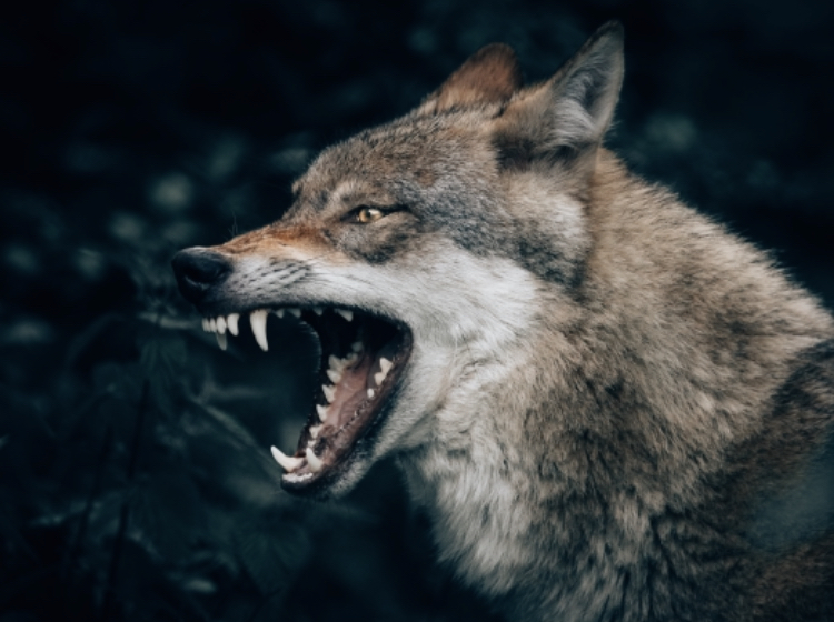 日本でだけ大切に扱われる【生き物】 トップ5