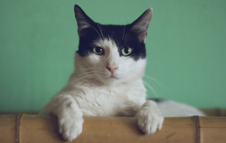 日本でだけ大切に扱われる【生き物】 トップ5