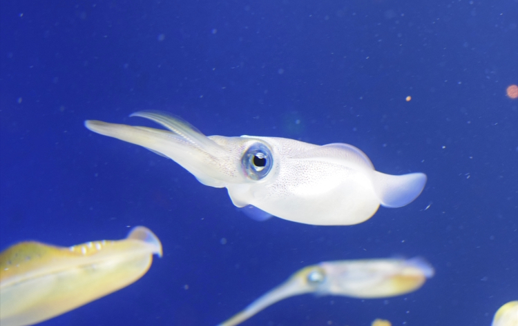 日本でだけ大切に扱われる【生き物】 トップ5