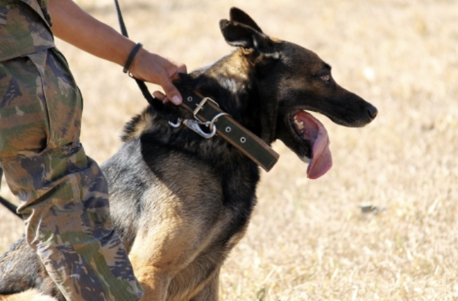 警察犬【クレバ号】兵庫県警