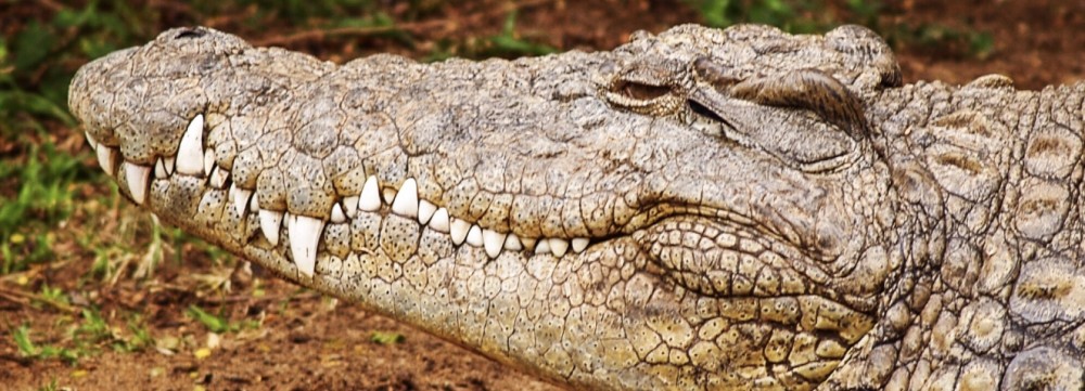 【歯を白くする方法】