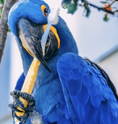 【歯磨きはいつするのが一番効果があるの?】