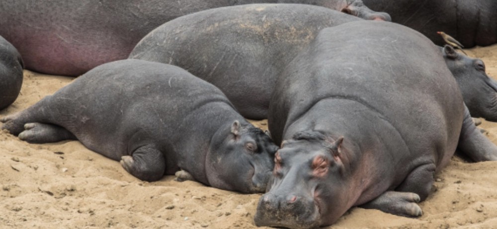 【歯磨きはいつするのが一番効果があるの？】