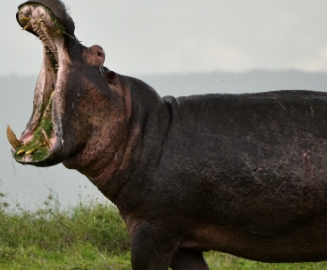 【歯磨きはいつするのが一番効果があるの？】