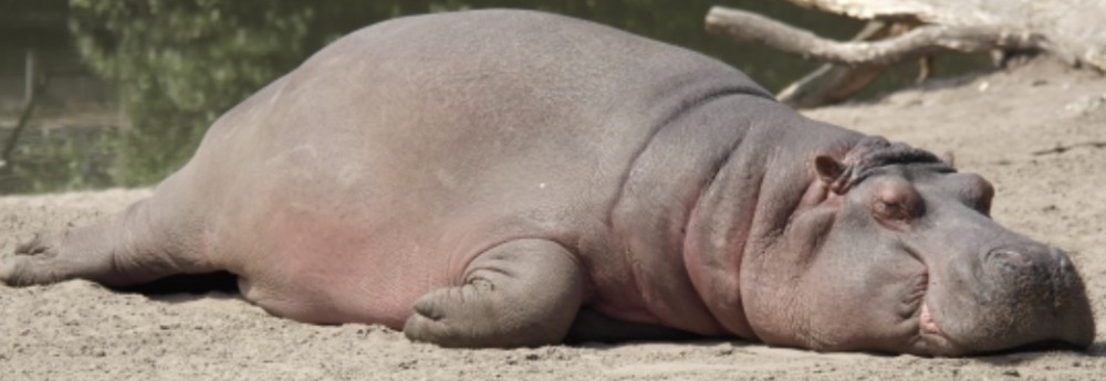 【歯磨きはいつするのが一番効果があるの？】