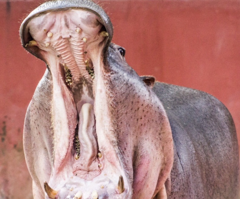 【歯磨きはいつするのが一番効果があるの？】