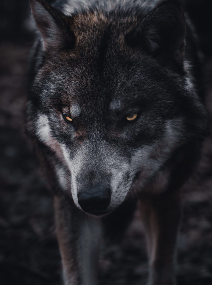 【桃太郎のお供が、犬猿キジの理由】