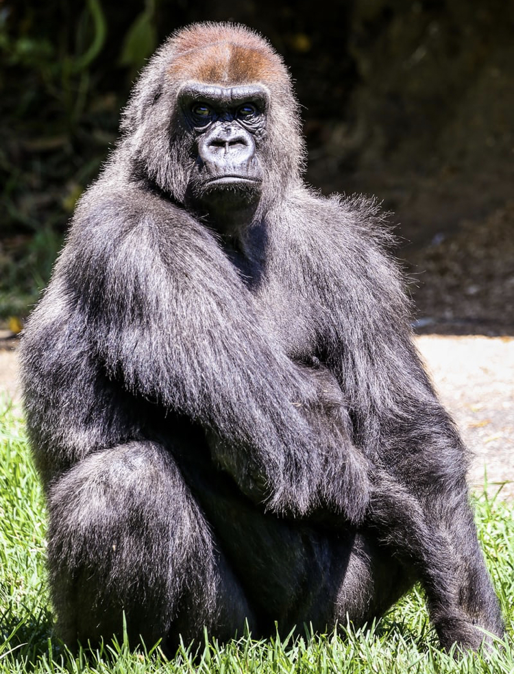 【桃太郎のお供が、犬猿キジの理由】