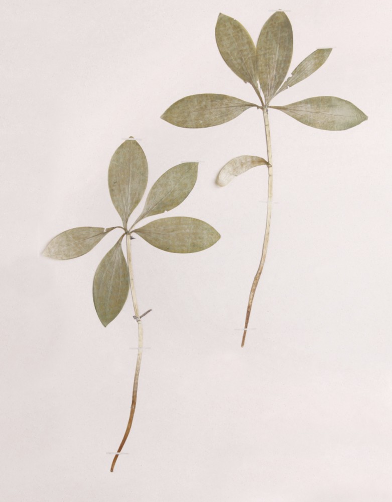 【保険治療&自費治療　料金表】