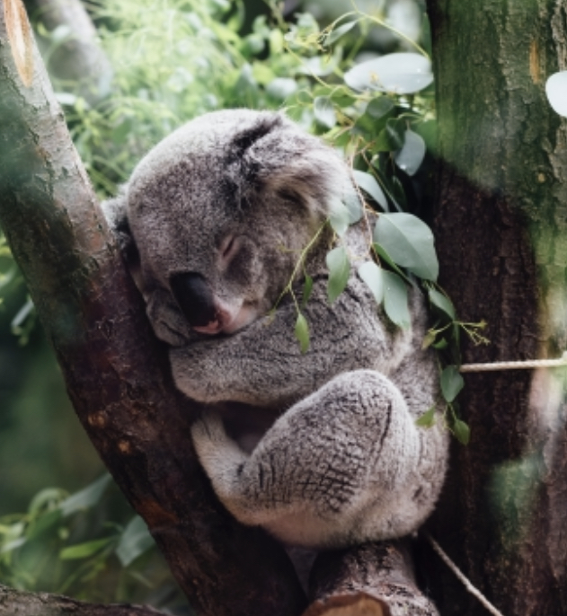 【頭痛 ロキソニン 注意】