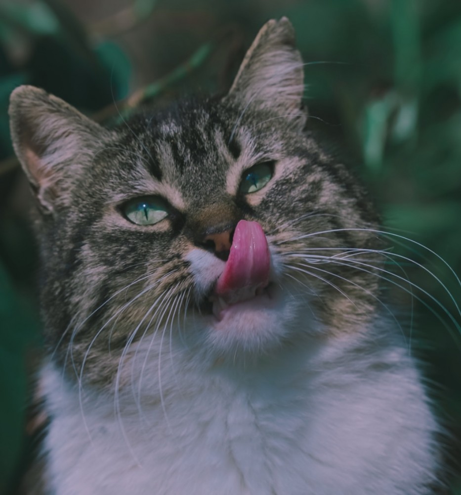 【口腔乾燥症】