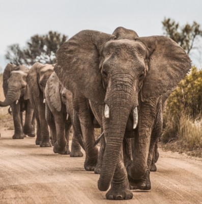 【石器時代の日本人とナウマンゾウ】
