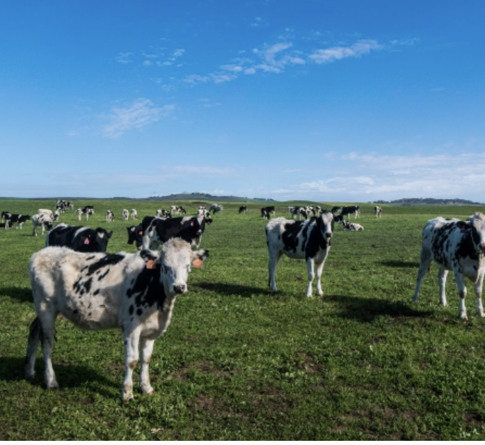 【石器時代の日本人とナウマンゾウ】