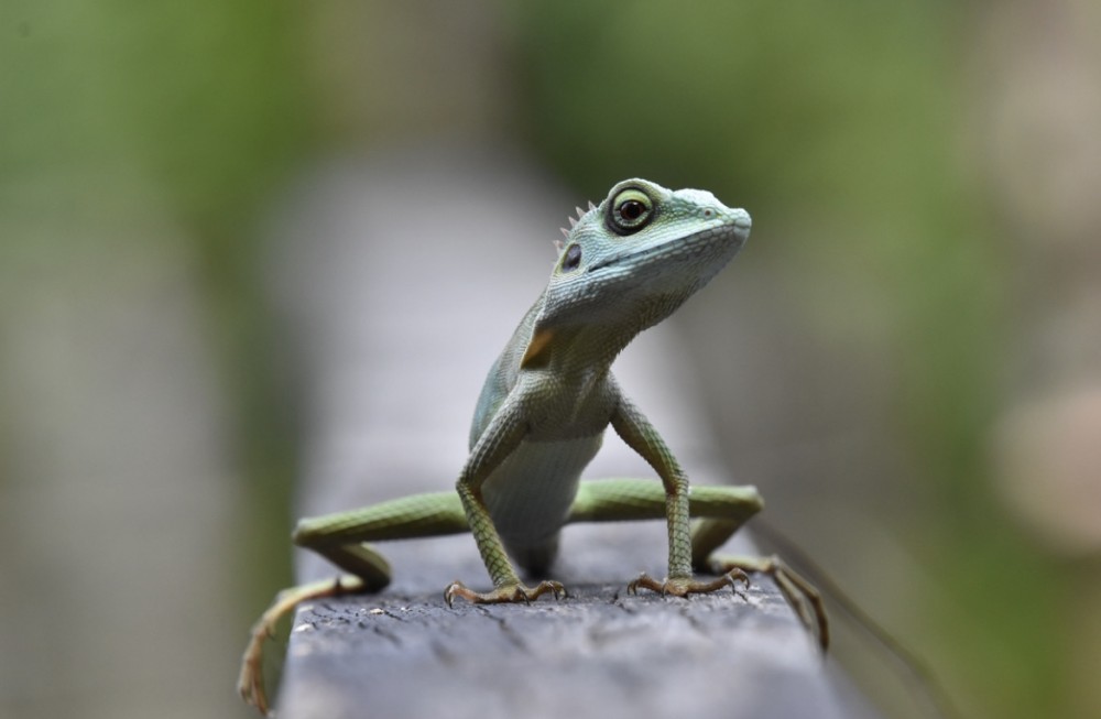 書籍紹介【自己変革の心理学】伊藤順康
