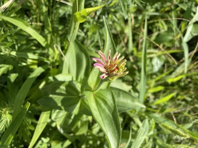 花が咲きそうです。