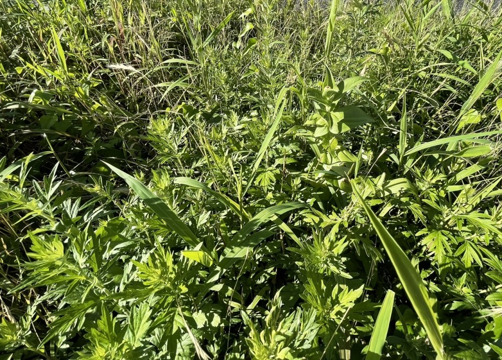 花が咲きそうです。