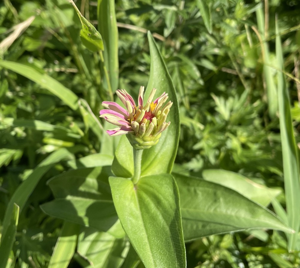 花が咲きそうです。