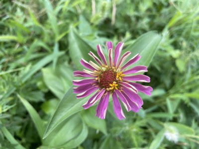 花が咲きました