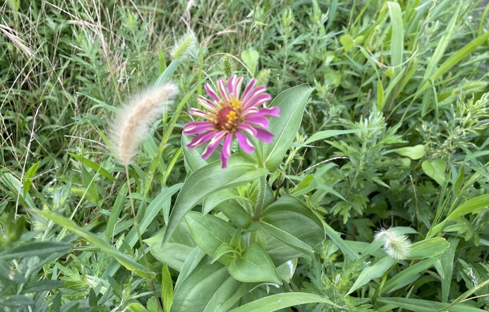 花が咲きました