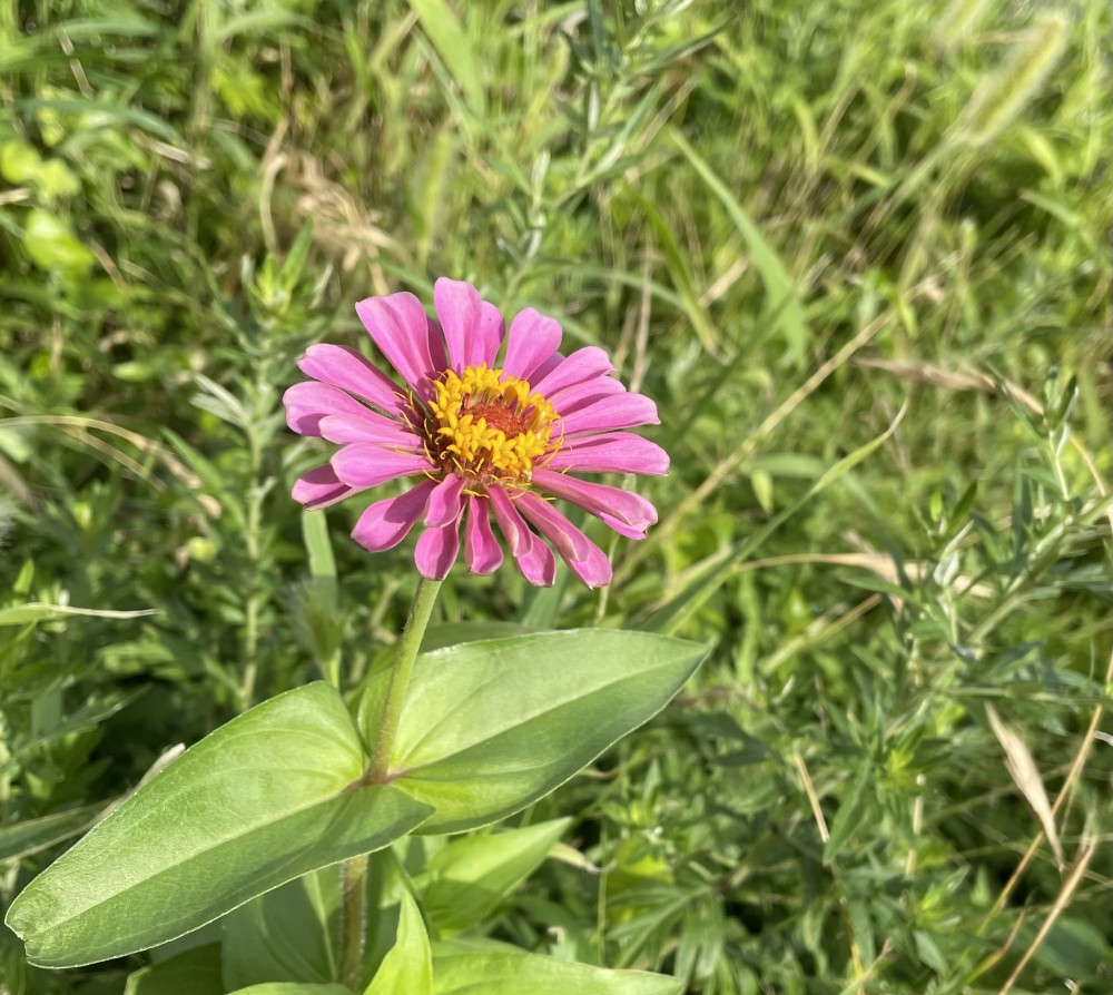 花か咲きました②