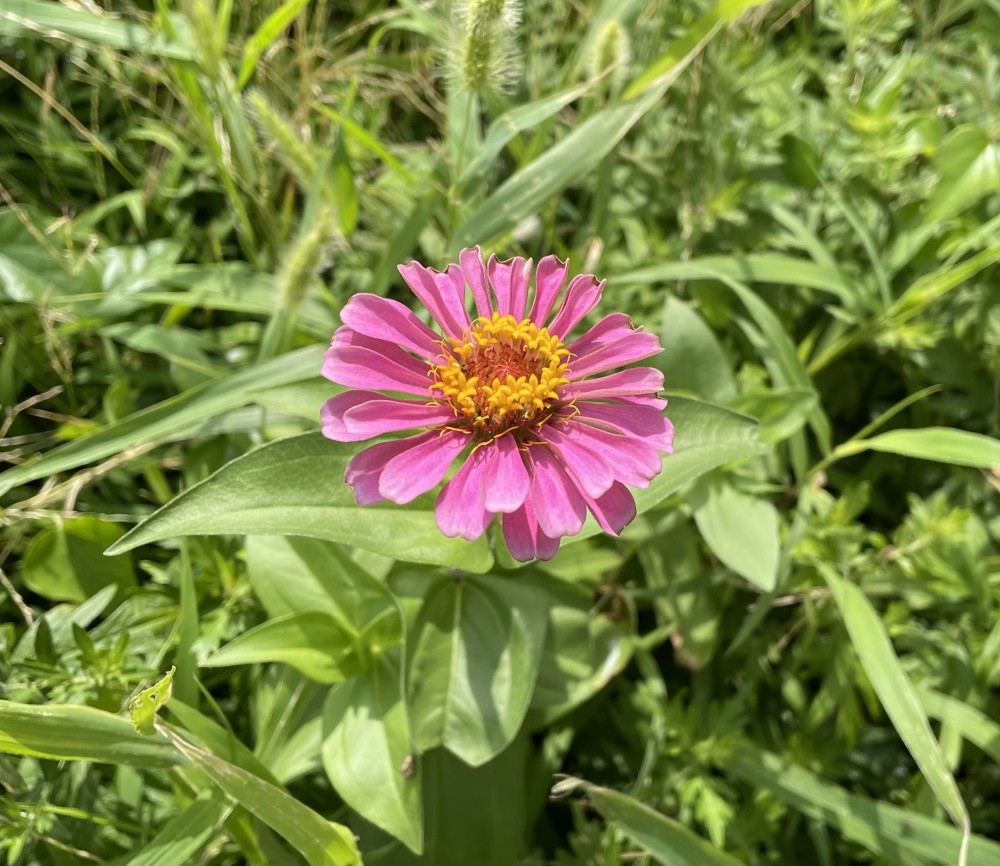 花か咲きました②