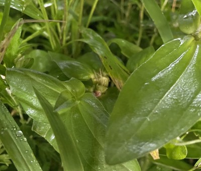 花が消えました【泣】