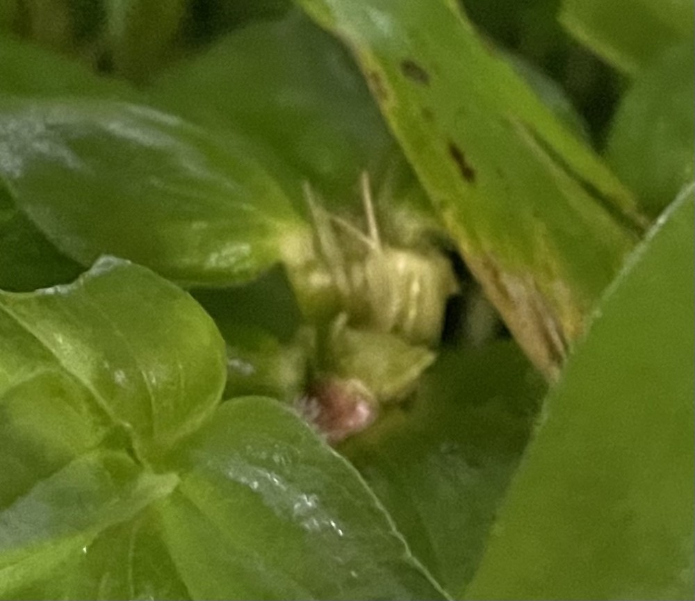 花が消えました【泣】