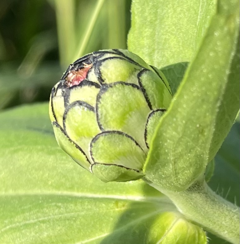 新しい花が咲きそうです