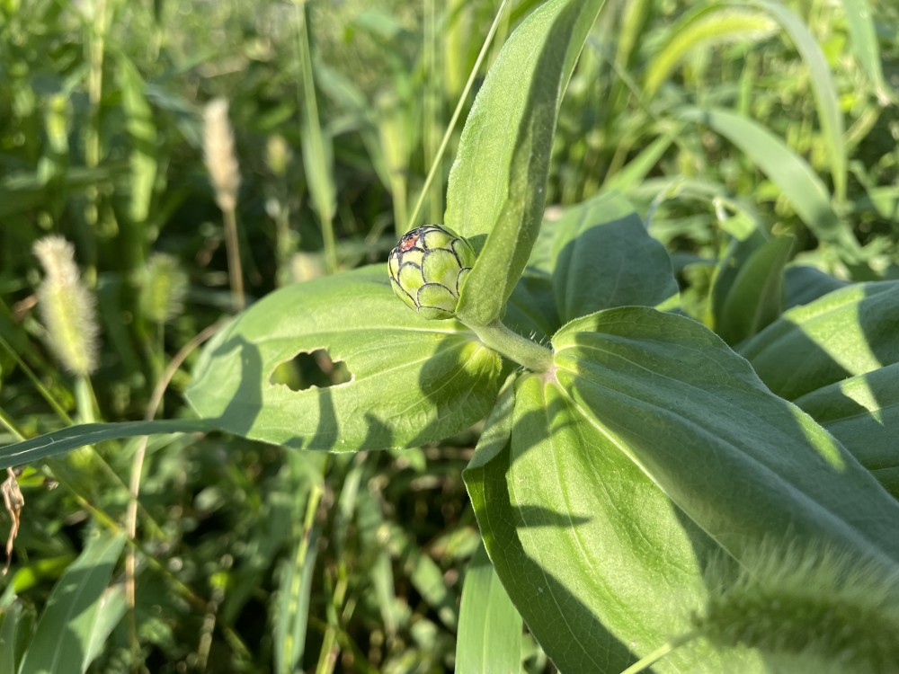 新しい花が咲きそうです