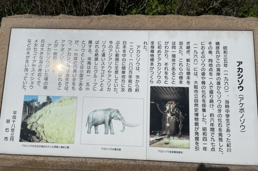 【アカシゾウ発掘地】行ってきました