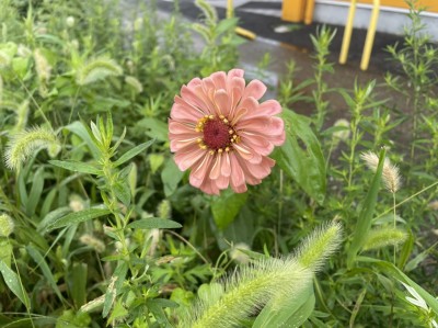 【日本語の謎】