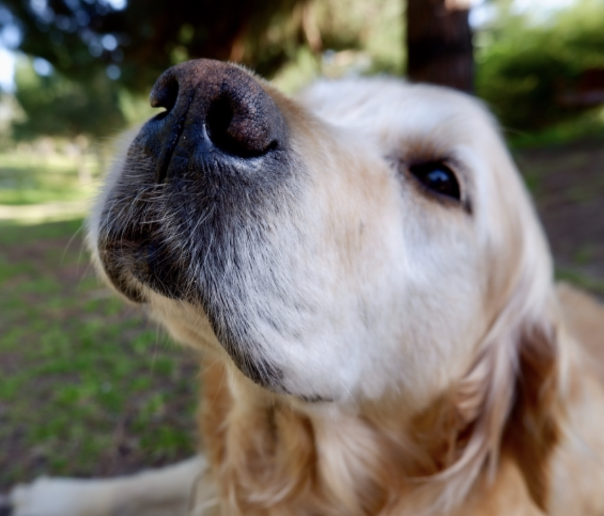 【上顎洞炎(じょうがくどうえん)って何？】