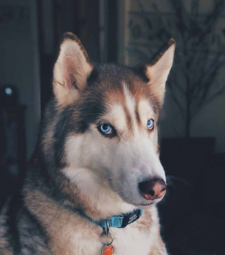 【上顎洞炎(じょうがくどうえん)って何？】