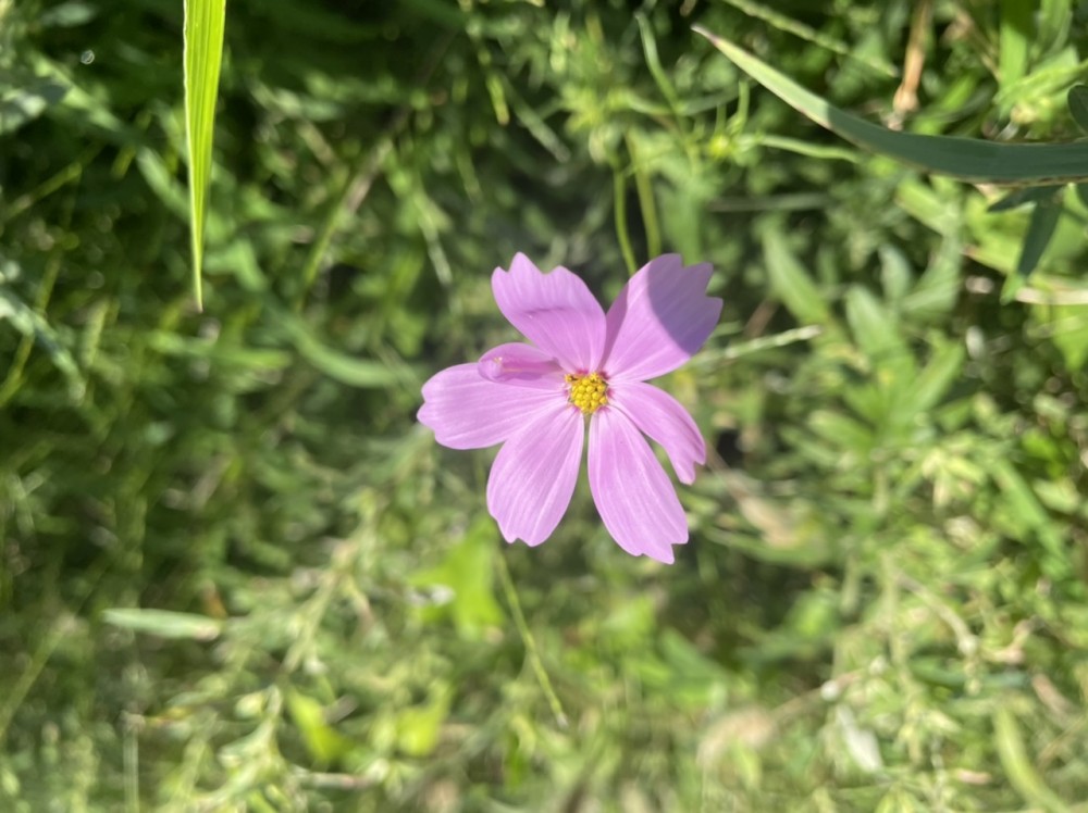 古事記から推理する【出雲】