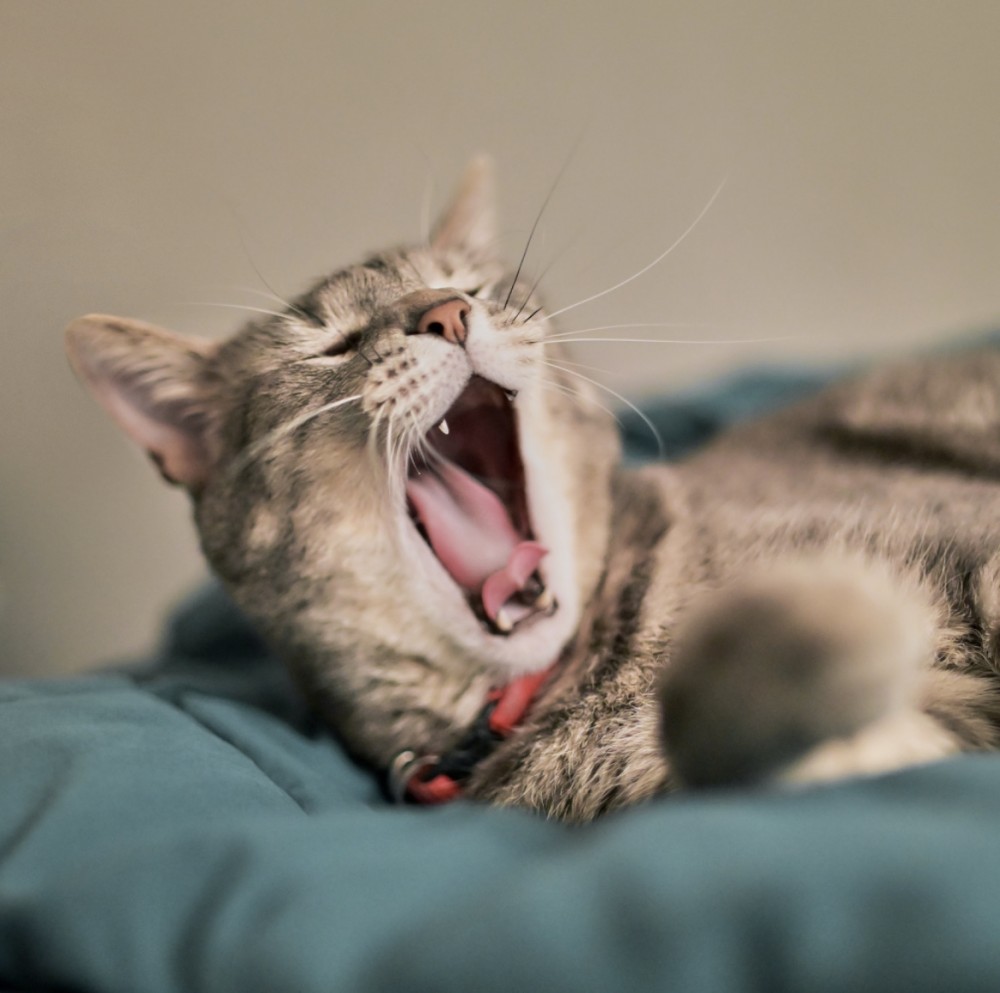 歴史の謎、【魏】と【倭】って似てない？