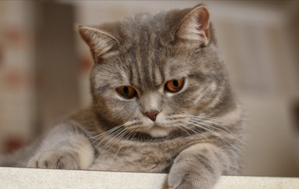 歴史の謎、【魏】と【倭】って似てない？