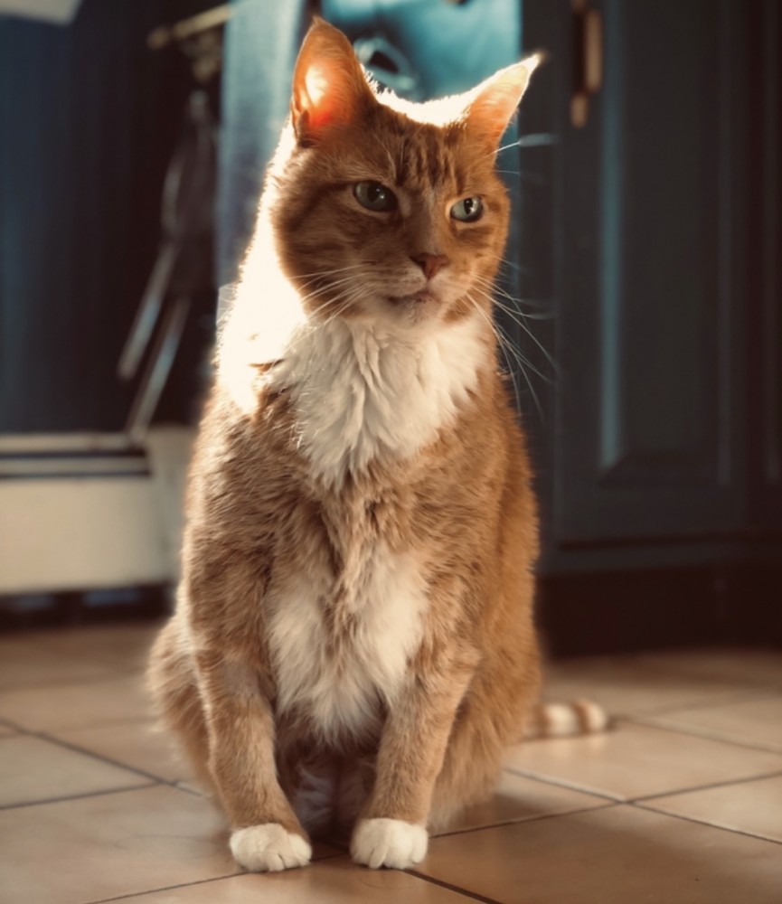 歴史の謎、【魏】と【倭】って似てない？