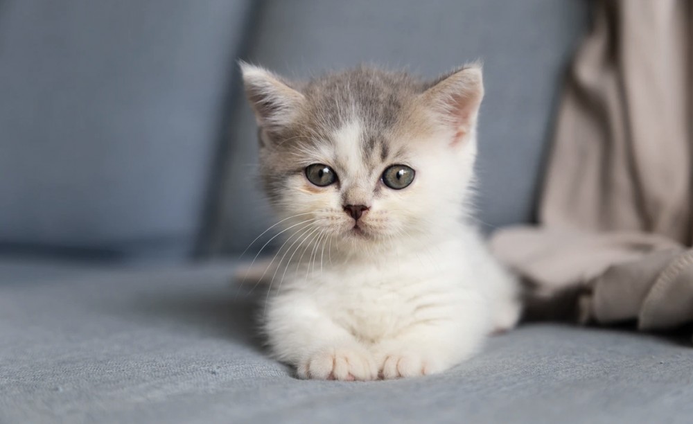 歴史の謎、【魏】と【倭】って似てない？