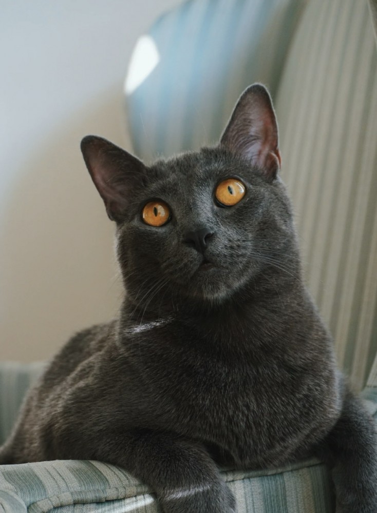 歴史の謎、【魏】と【倭】って似てない？