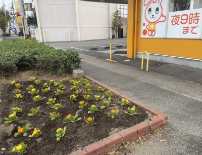 花壇に花を植えました