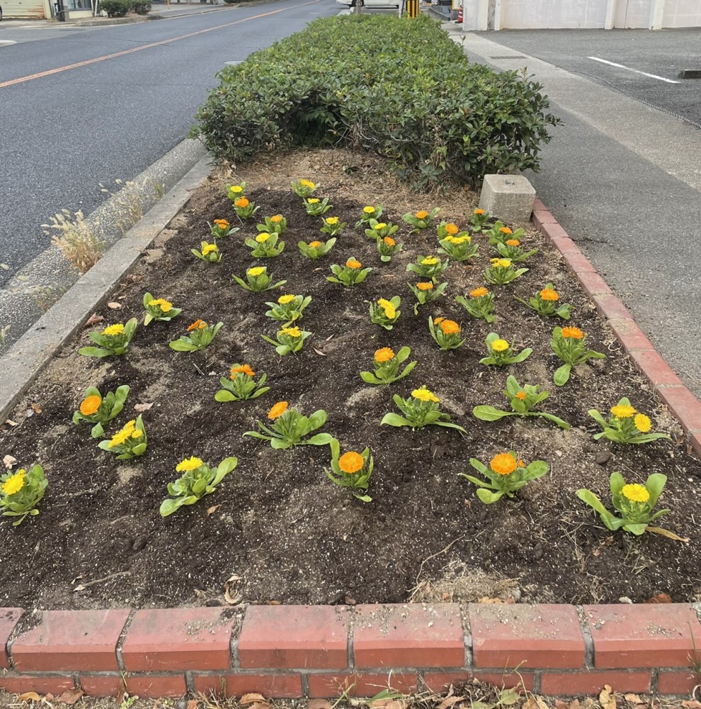 花壇に花を植えました