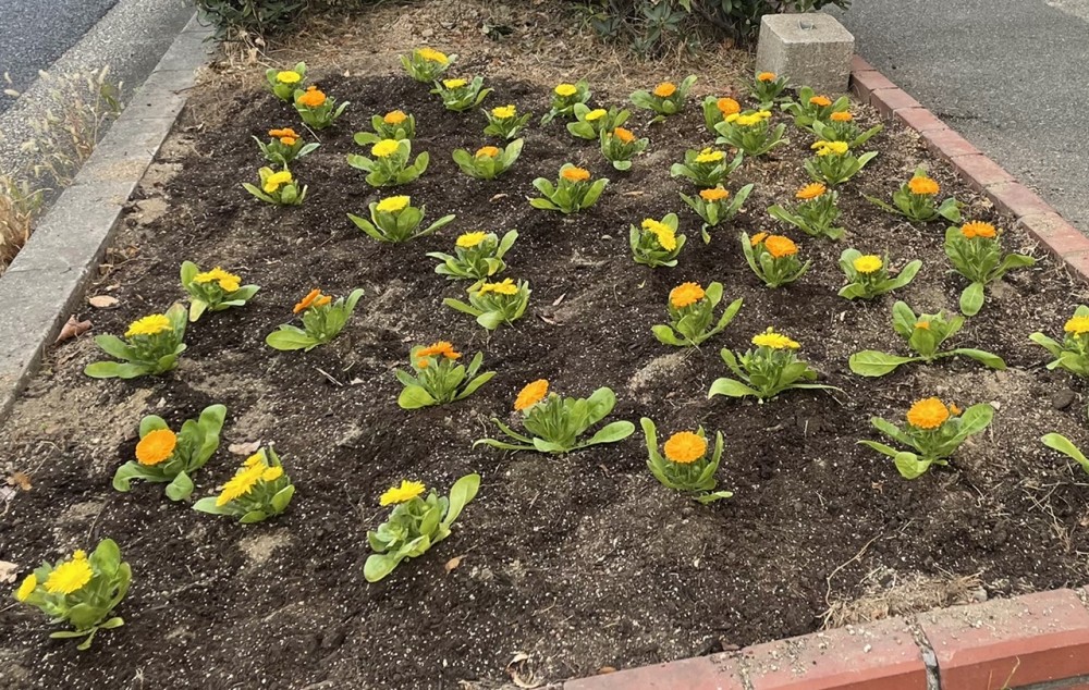 花壇に花を植えました