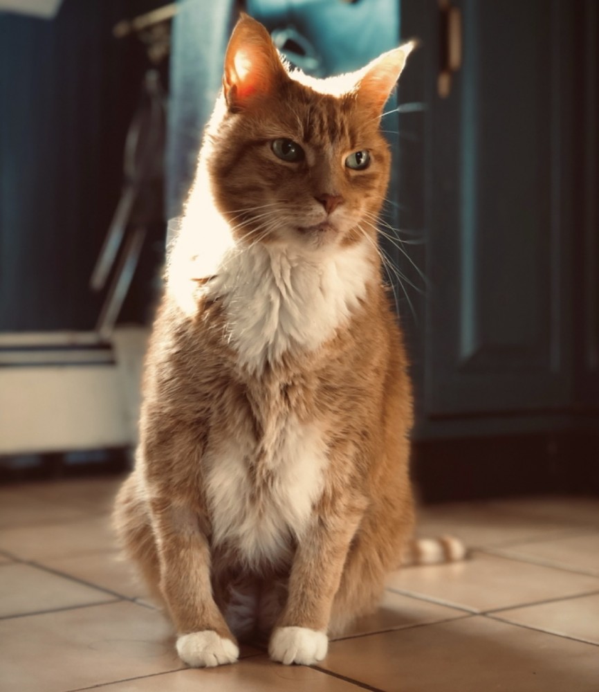 【日本語】天下ってどこからどこまで？