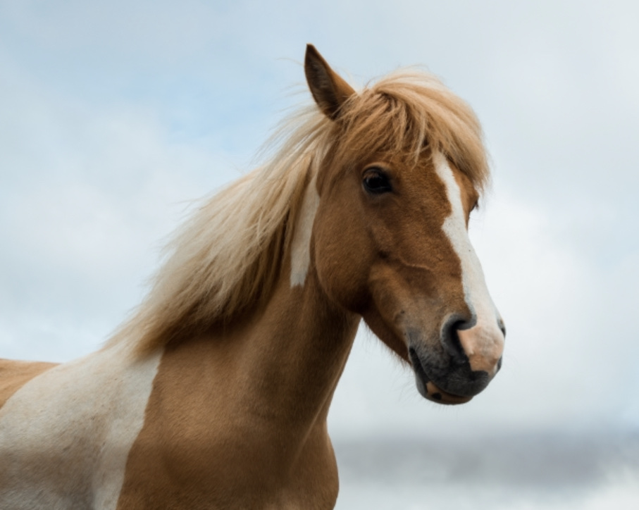 神話考察【ツクヨミとスサノオ　同一？】
