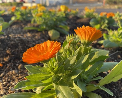 花が咲いています。