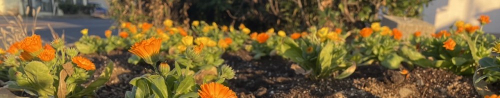 花が咲いています。