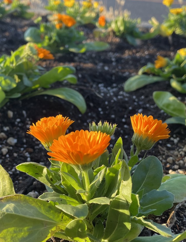 花が咲いています。