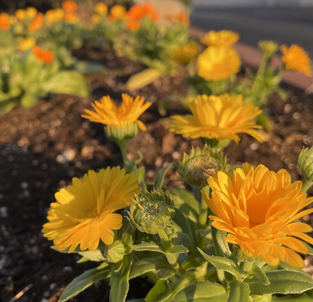 花が咲いています。