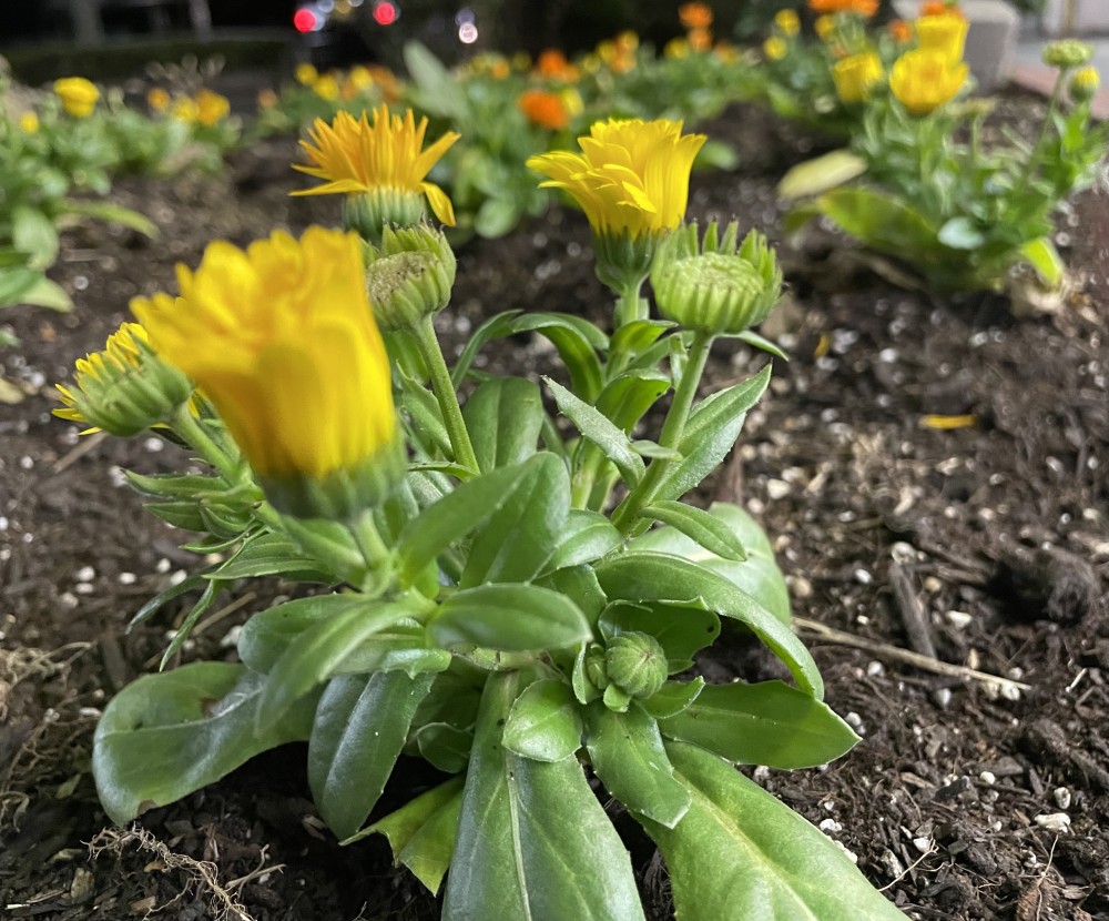 花が咲いています。