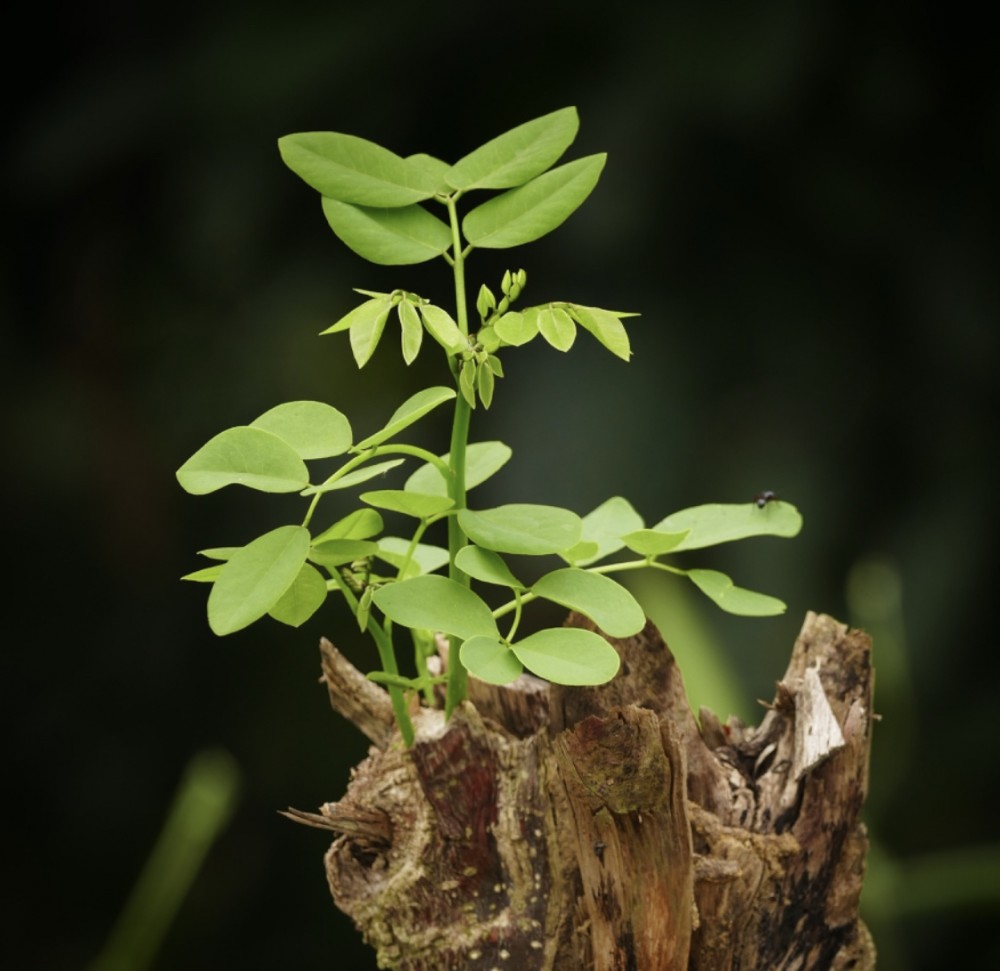 【お子様への話し方】